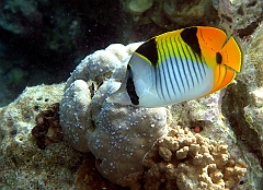 IMG_0741rf_Maldives_Madoogali_House reef_Poisson papillon a selles_Chaetodon falcula